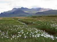 Wollgraswiese vor Rauðámelsfjall